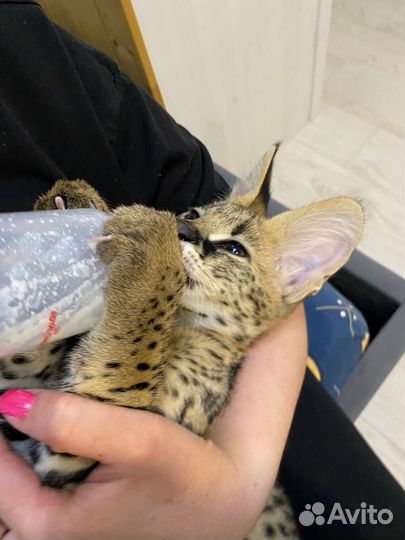 Саванна