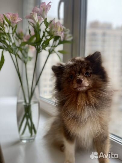 Померанский шпиц вязка