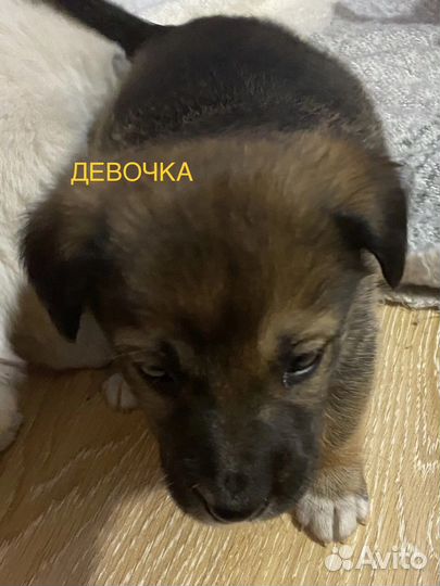 Щенки, нужа ваша помощь