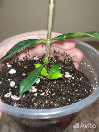 Жасмин Комнатный Ароматный Черенок две макушки