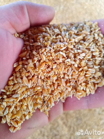 Пшеница 2 сорт