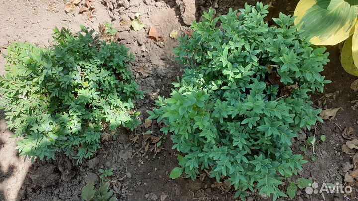 Самшит, вербейник, рябинник