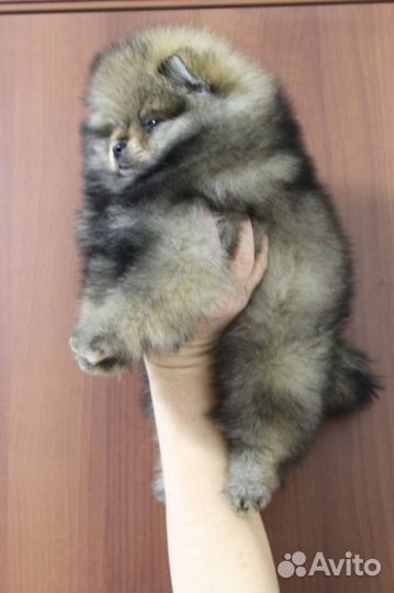 Померанский шпиц