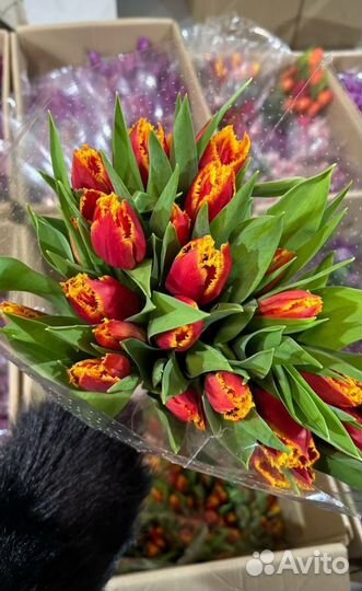 Тюльпаны на 8 марта