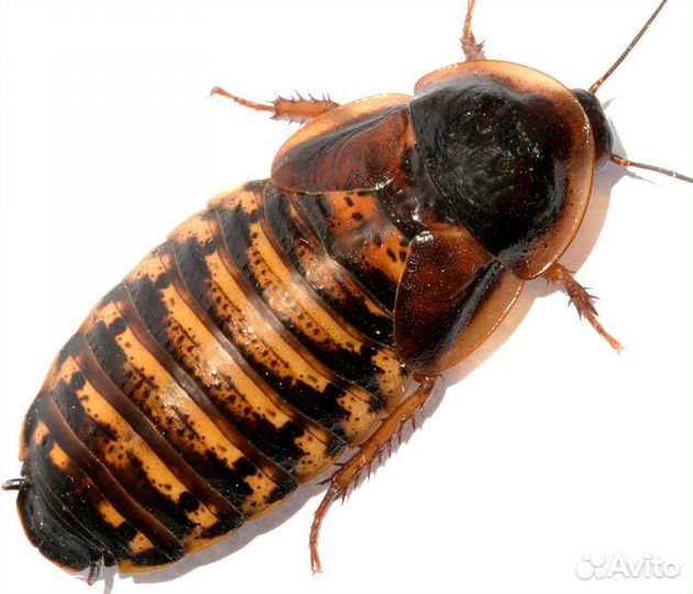 Кормовые насекомые