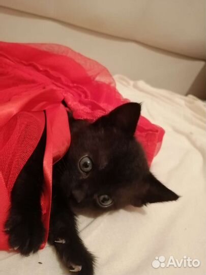 Котята в добрые руки даром