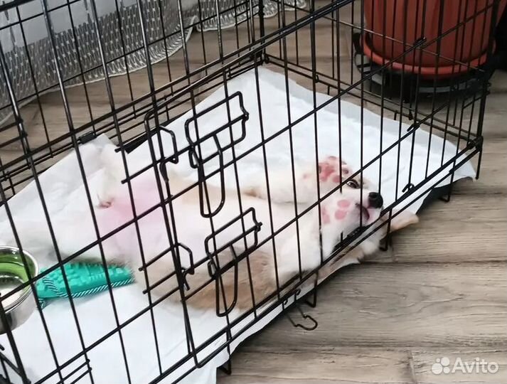Клетка для собак большая