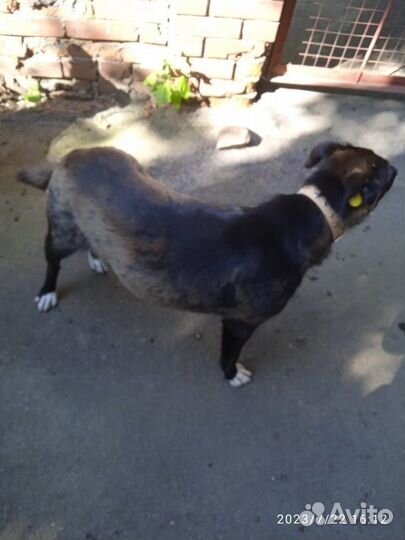 Собака в добрые руки отдам бесплатно