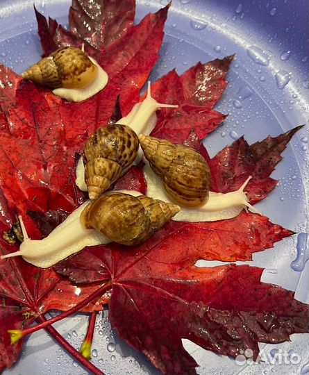 Улитки ахатины