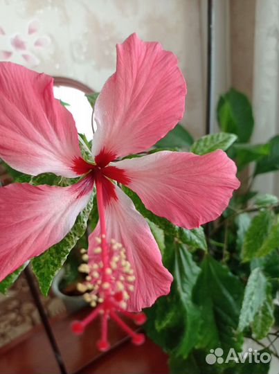 Бегония, Гибискус