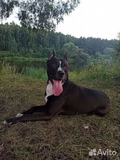 Питбуль вязка