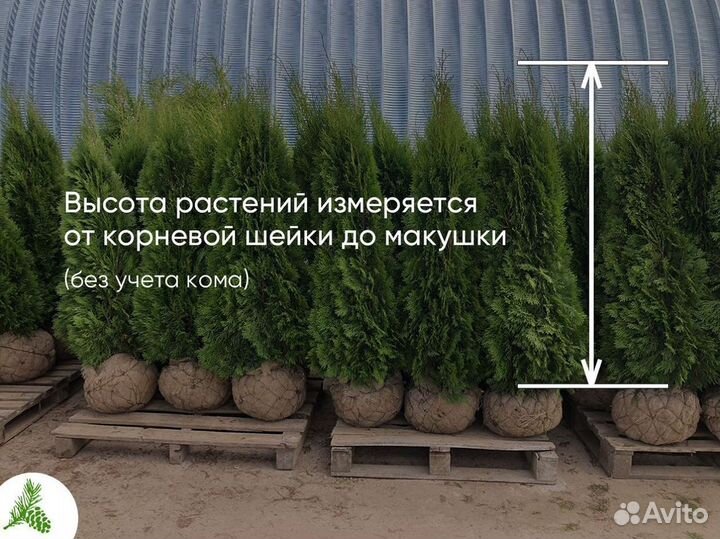 Туя Смарагд 1,3м - от 15 штук. Доставка