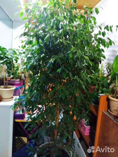 Фикус бенджамина большой