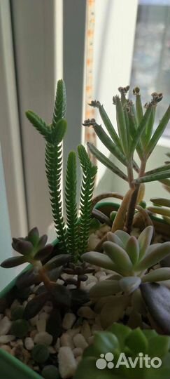 Суккуленты срезы, черенки