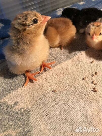 Суточные цыплята