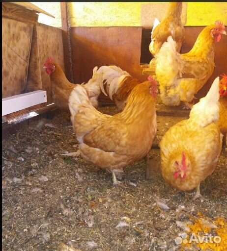 Куры Мини мясные В76 палевые инк.яйцо и цыплята