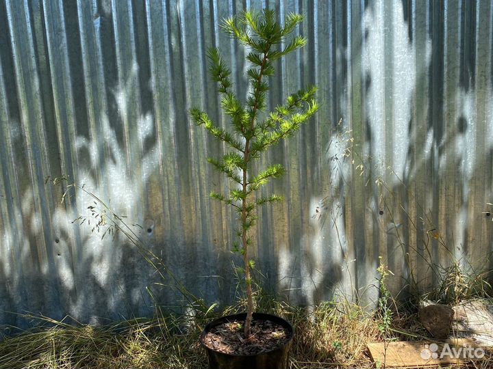 Лиственница японская (Кемпфера)