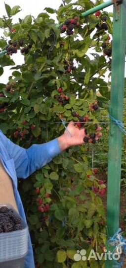 Кусты Ежевики