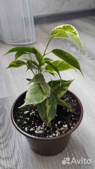 Комнатные растения