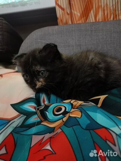 Котёнок в добрые руки, девочка