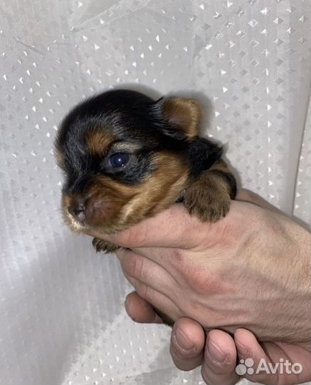 Йоркширский терьер мини беби фейс щенки