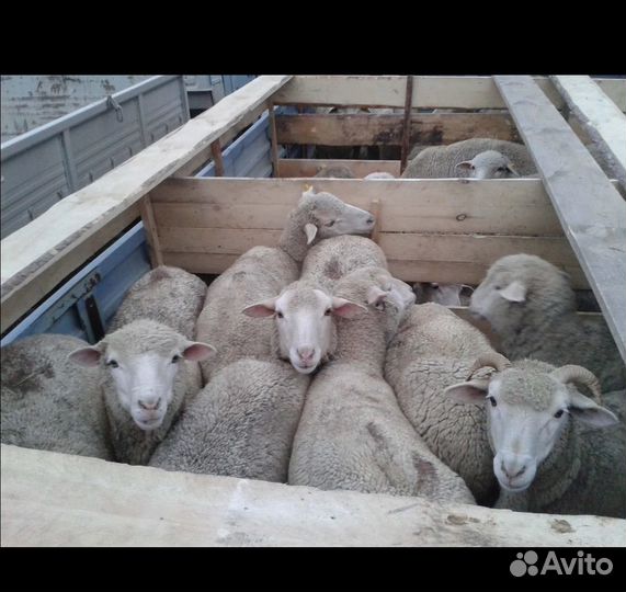 Козы бараны