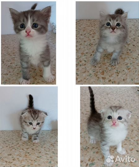 Кошки в добрые руки