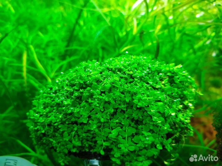 Маленькие аквариумные растения
