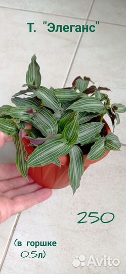 Традесканции