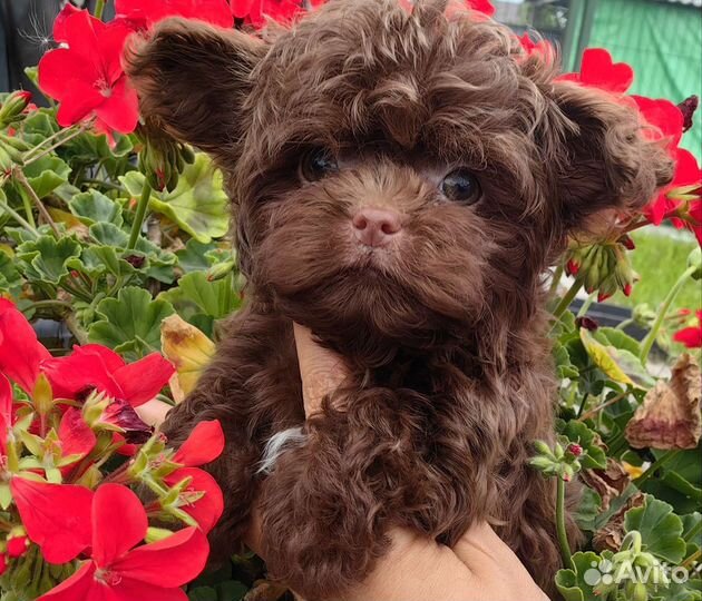 Мальтипу maltipoo teddy taecap