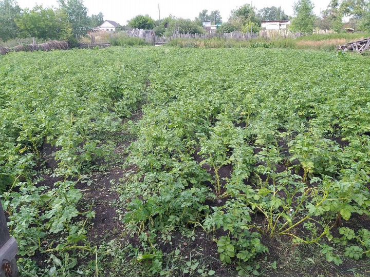 Дом 55 м² на участке 13 сот.