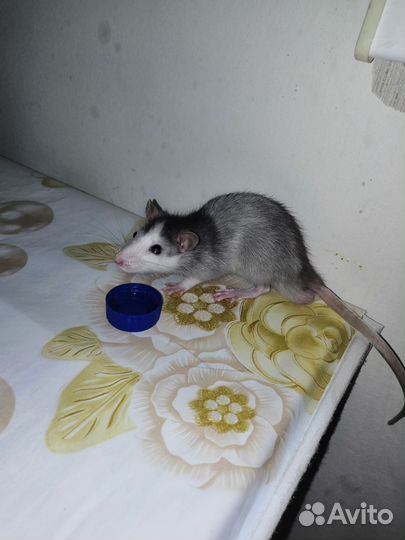 Крыска ручная дамбо