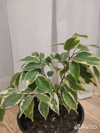 Фикус бенджамина Кинки