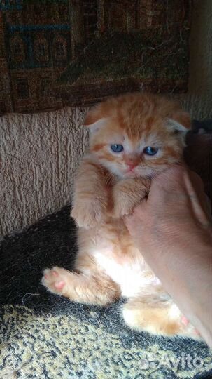 Шотландские мини-котята