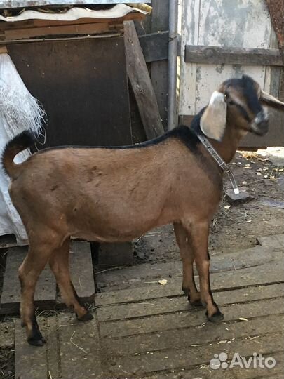 Козочки Нубобиталлки и Нубийский козлик