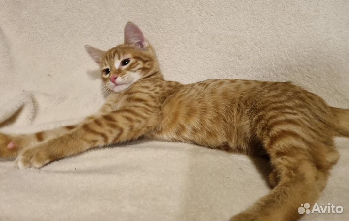 Котик 4.5 мес