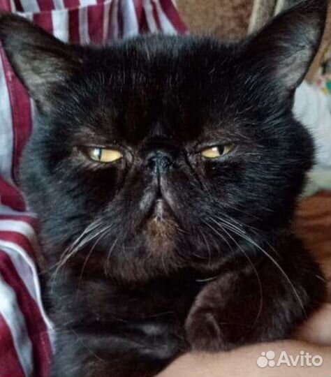 Экзотический кот