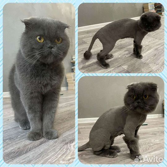 Стрижка кошек и собак Студия груминга улыбака