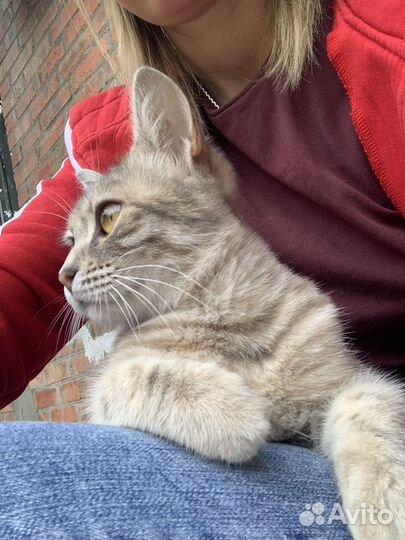 Кошечка очень хочет вернуться домой