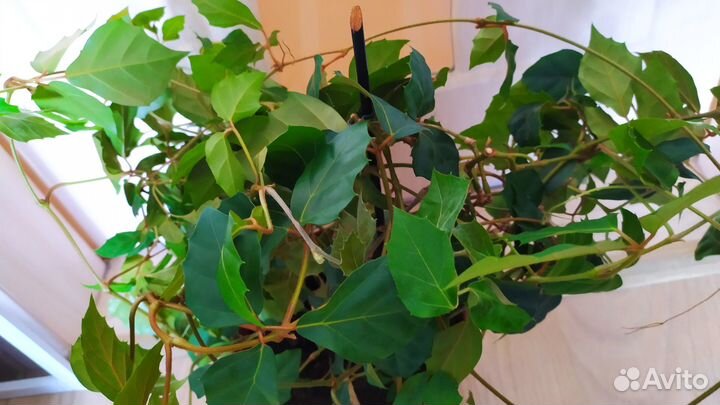 Комнатные цветы