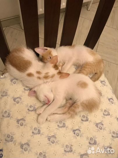 Кошка в дар бесплатно