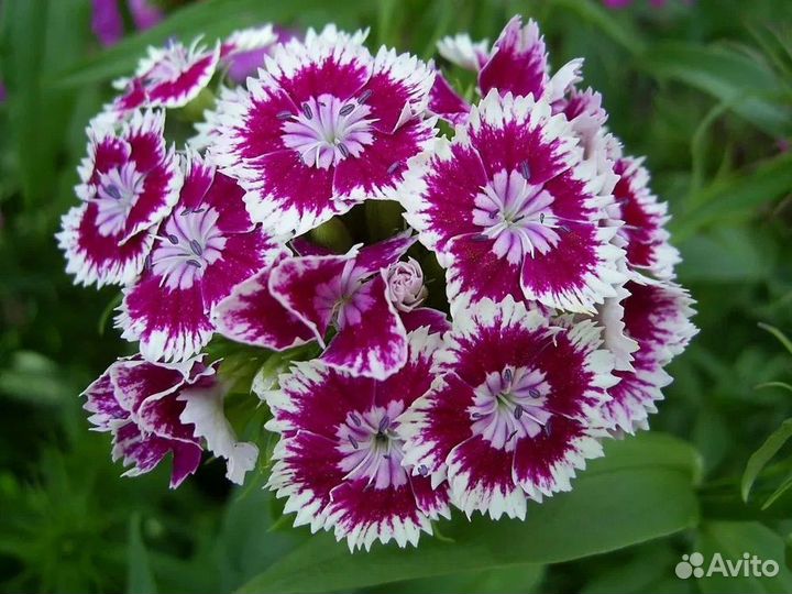 Рассада цветов