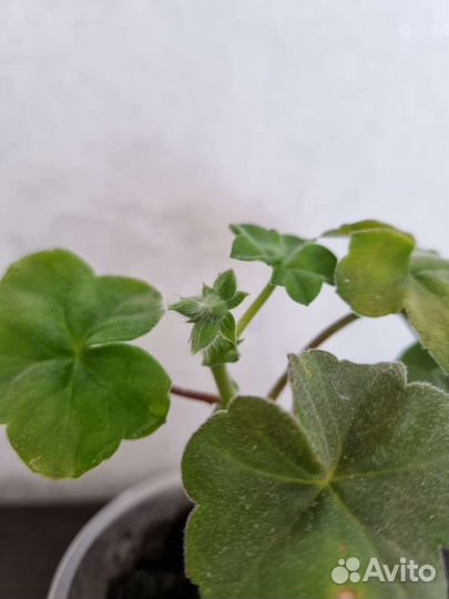 Герань ise rose плющелистная