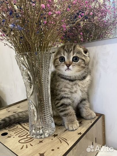 Шотландские вислоухие и прямоухие котята