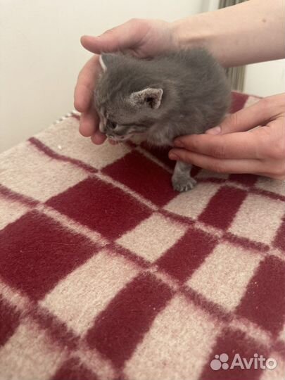 Котята в добрые руки 1 месяц