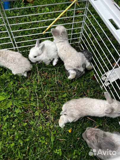 Декоративные кролики