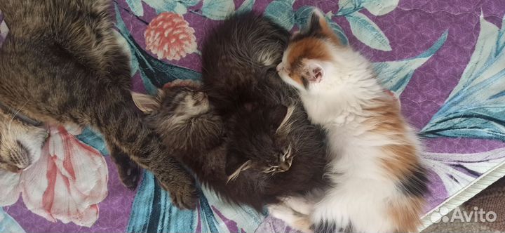 Кошка