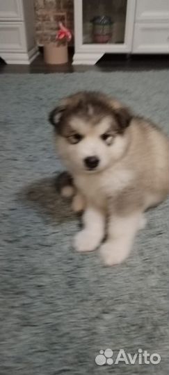 Аляскинский маламут