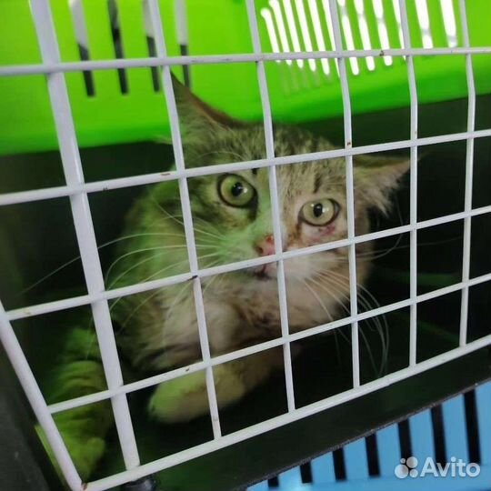 Маленький пугливый серенький котенок-мышонок