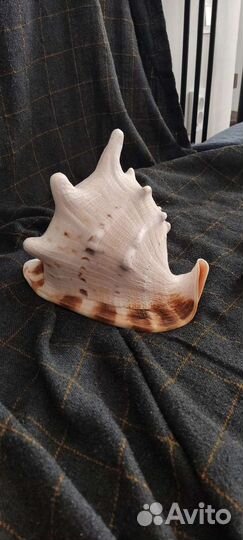 Раковина Кассис Корнута 23см коллекционная